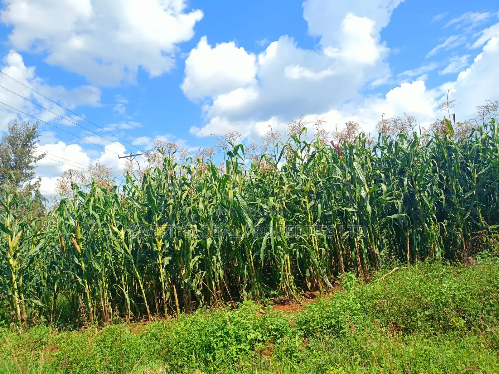 100 Acres Agricultural Land in Laikipia County Is Available for Sale
