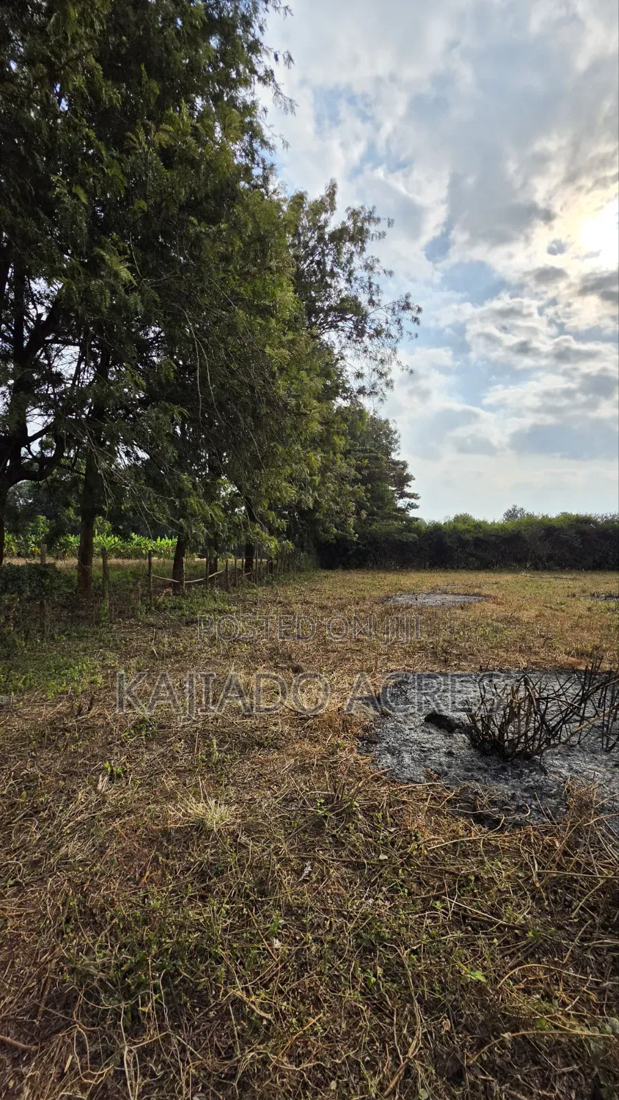 1 Acre Kibiku at 20m