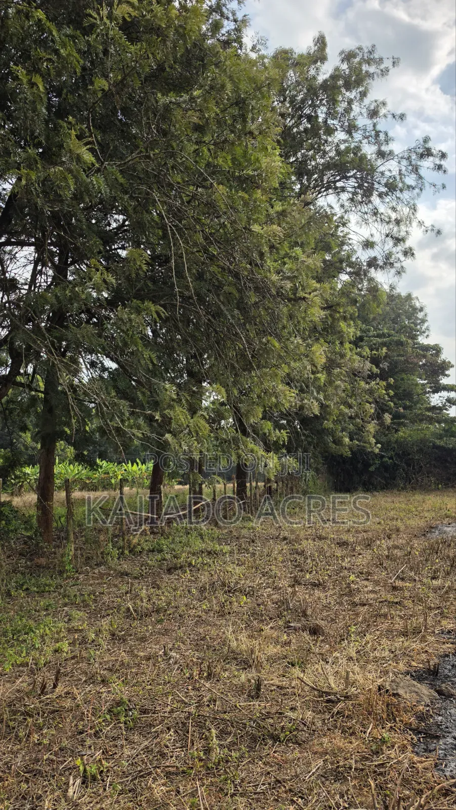 1 Acre Kibiku at 20m