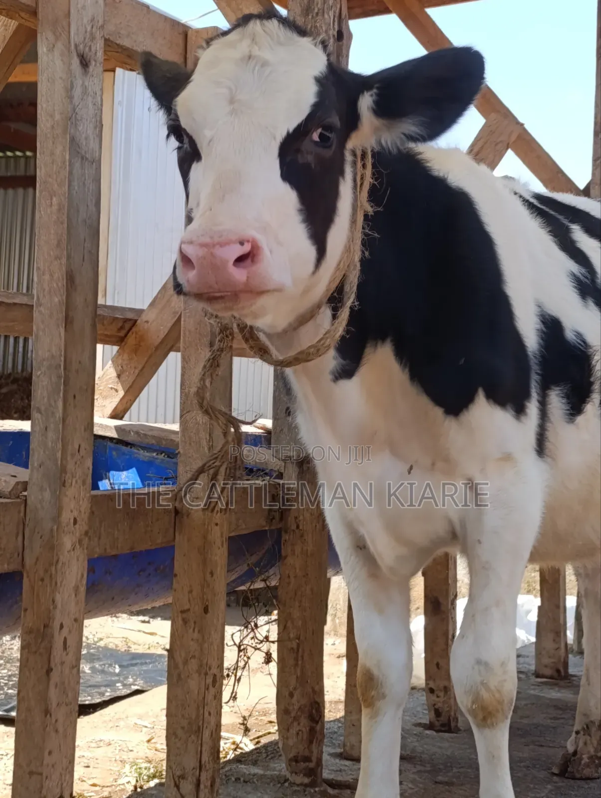 Holstein Cow for Sale