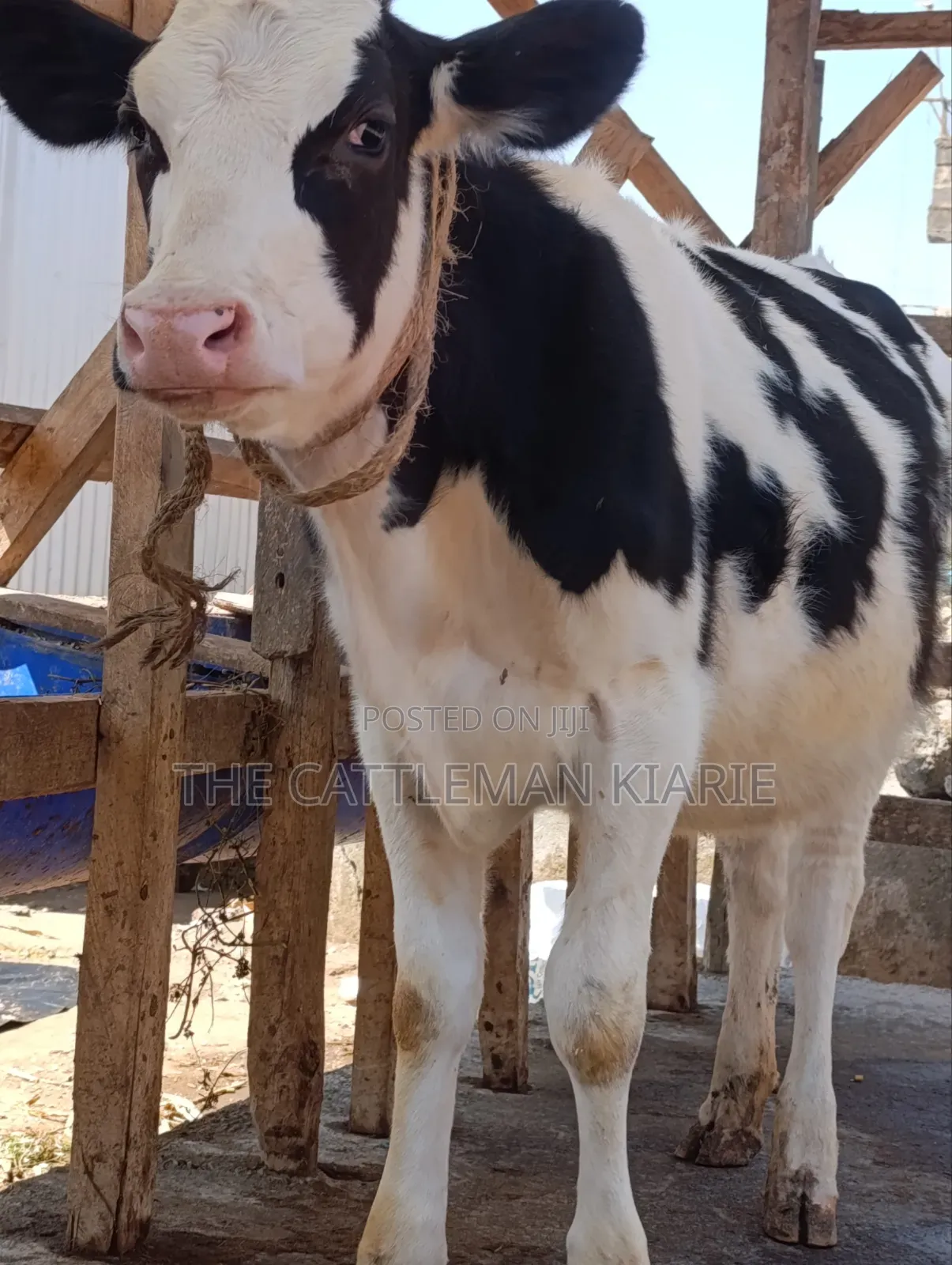 Holstein Cow for Sale
