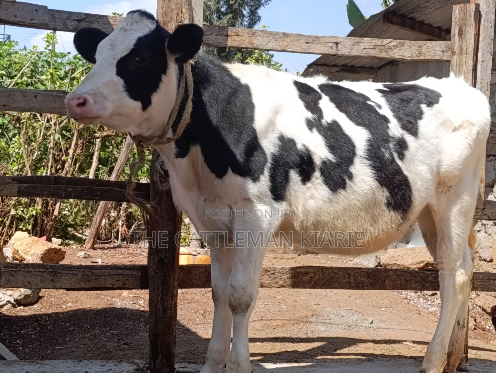 Holstein Cow for Sale
