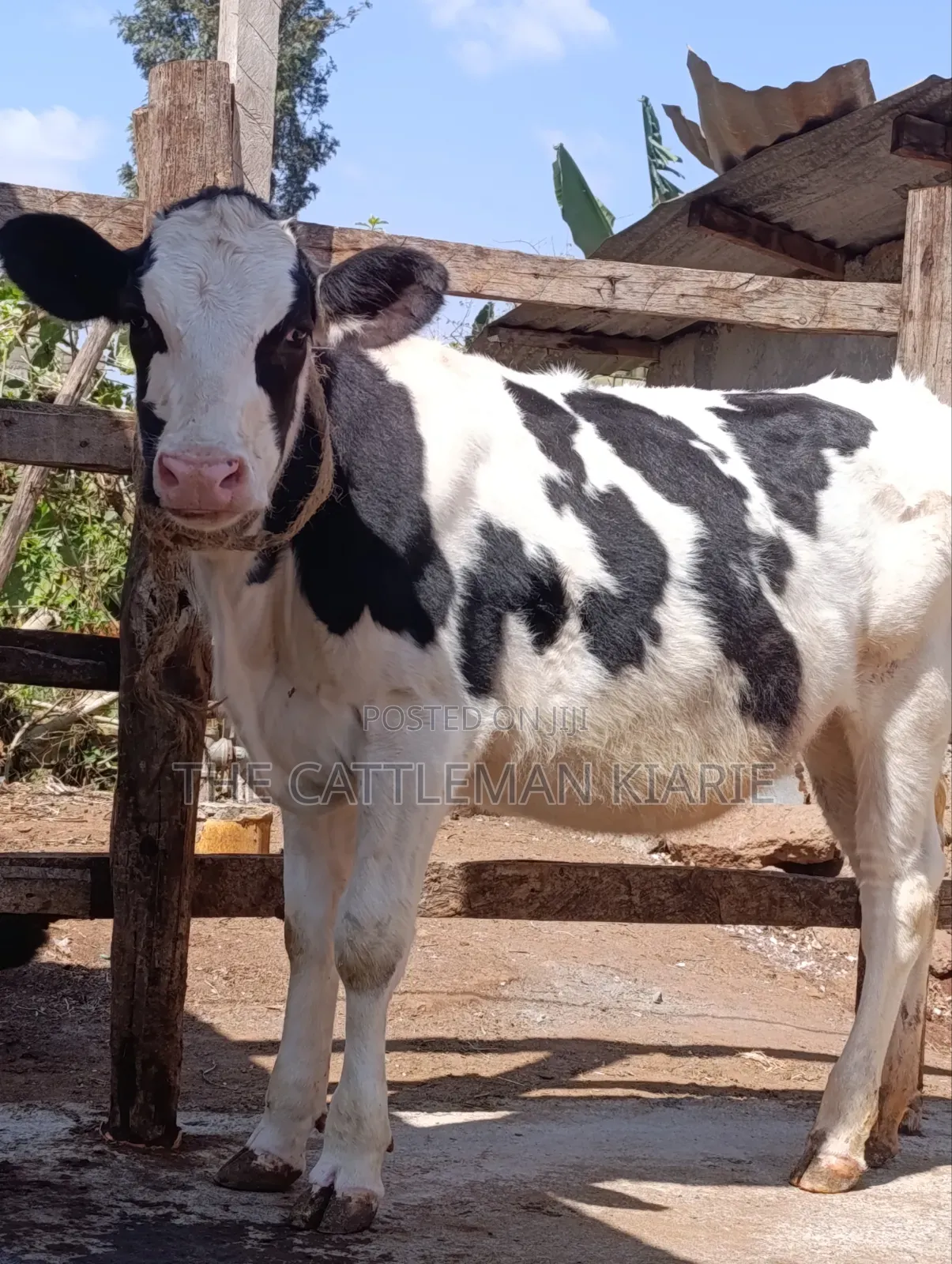 Holstein Cow for Sale