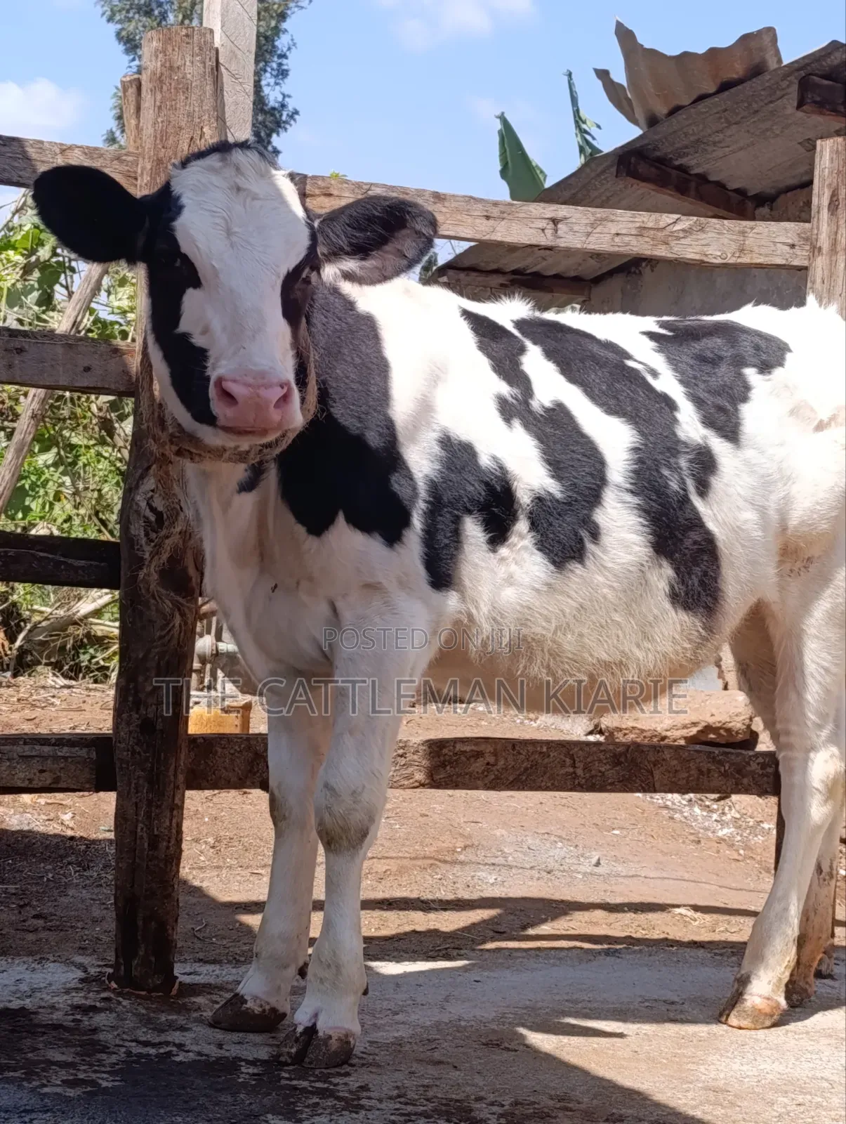 Holstein Cow for Sale