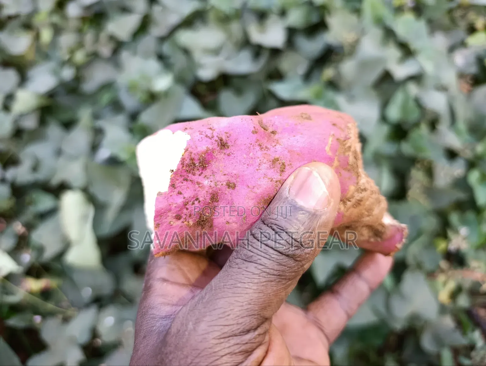 American Sweet Potato Orange Flesh Tubers (Ipomoea Batatas) Cuttings