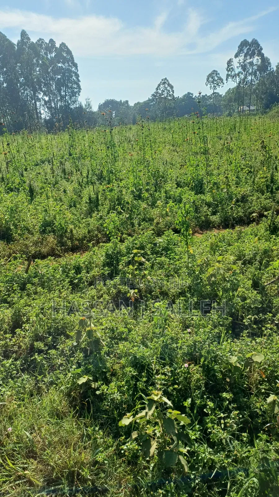 2acres Indangalasia  Matungu