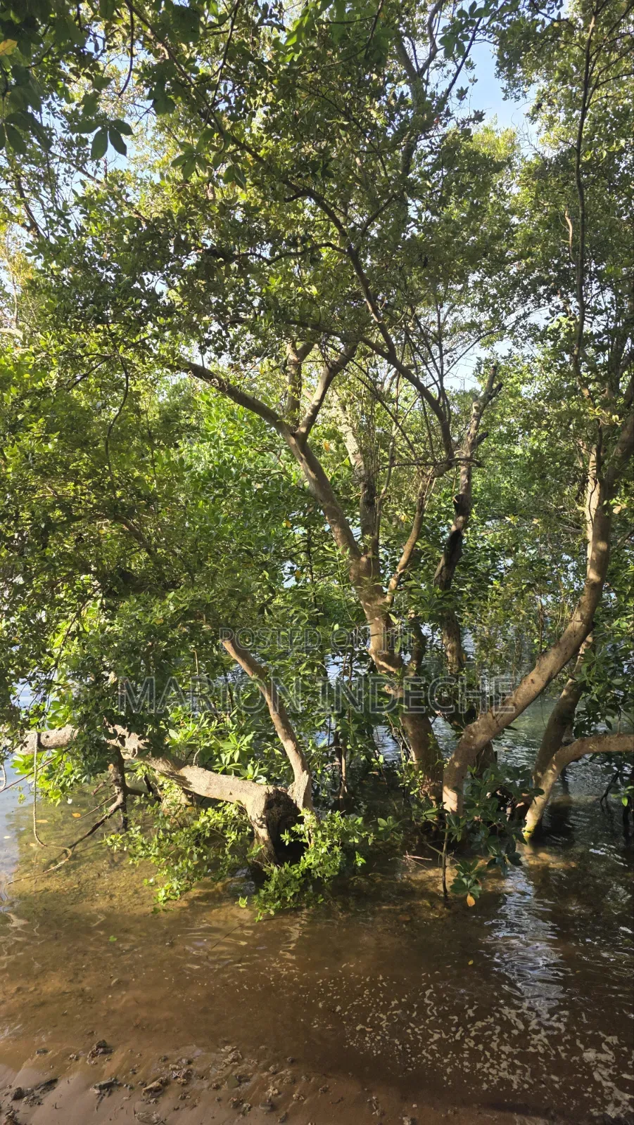 Prime Quater Acres for Sale in Shanzu by the Creek