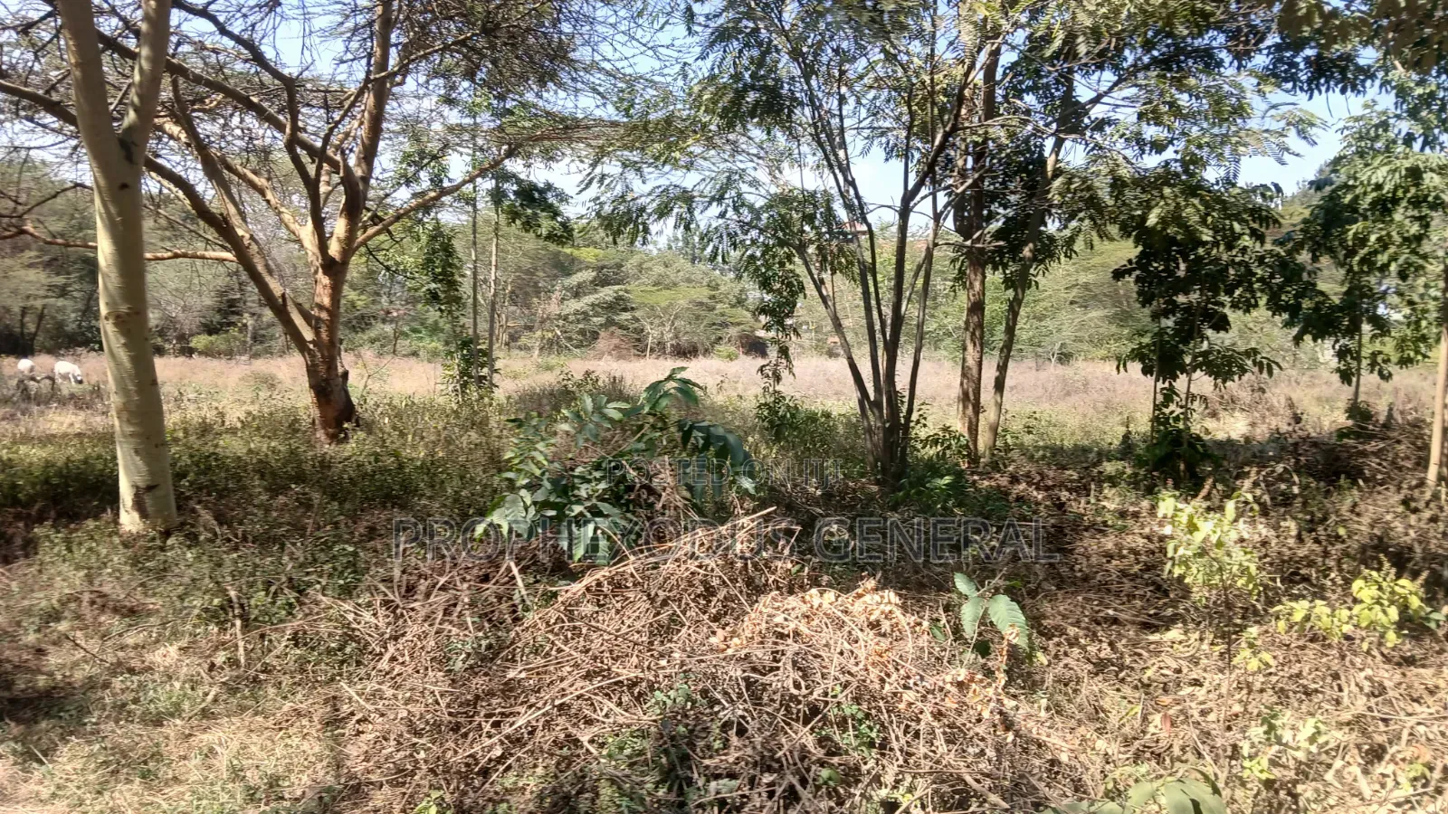 1/4 Acre Prime Plots for Sale in Ongata Rongai Town.