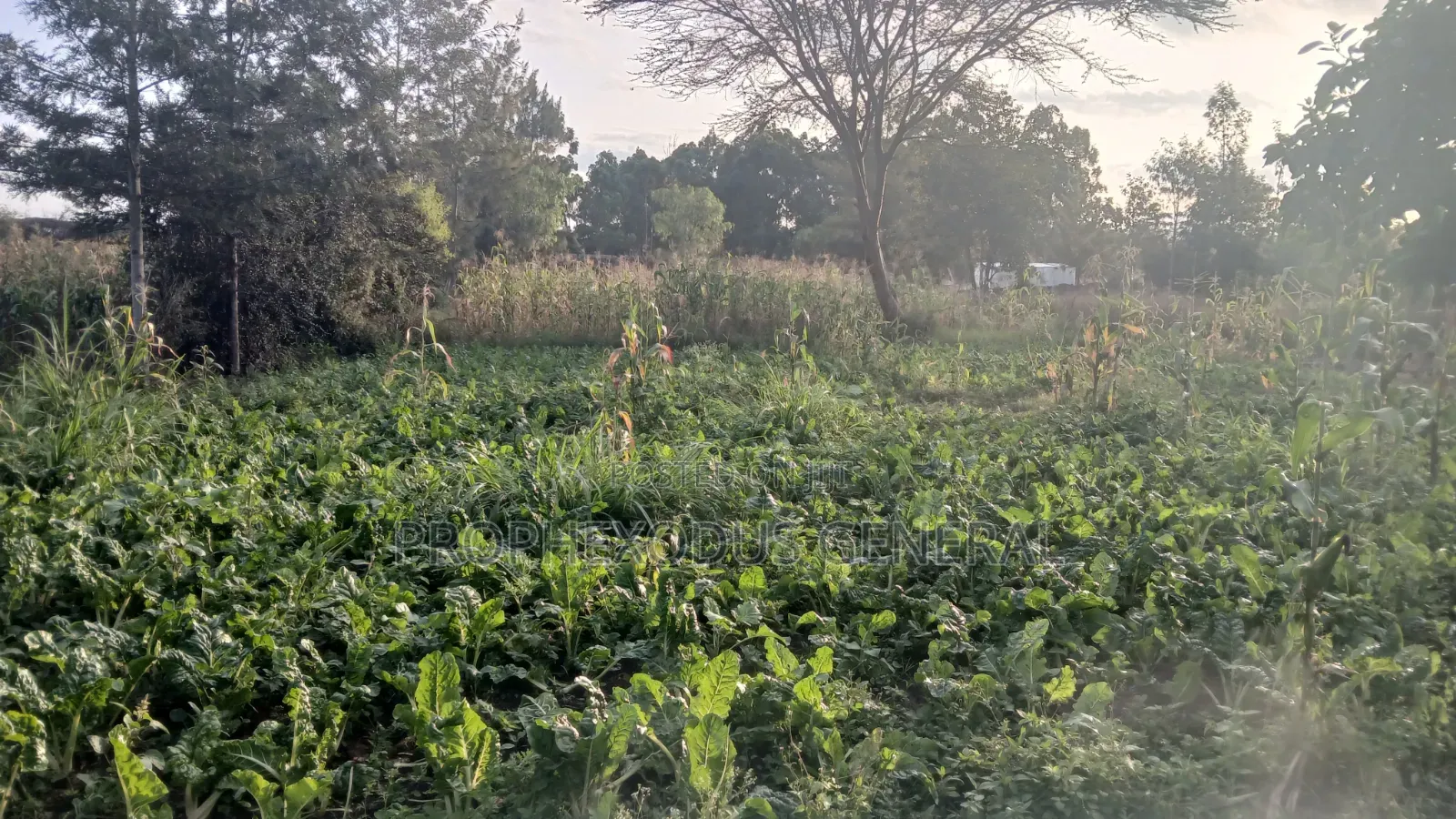 1/8 Prime Plots for Sale in Ongata Rongai Rimpa