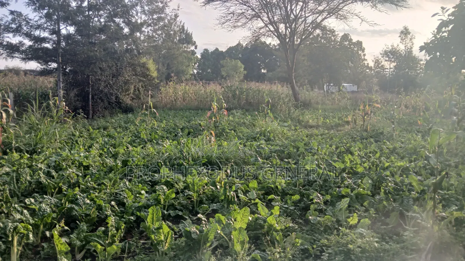 1/8 Prime Plots for Sale in Ongata Rongai Rimpa