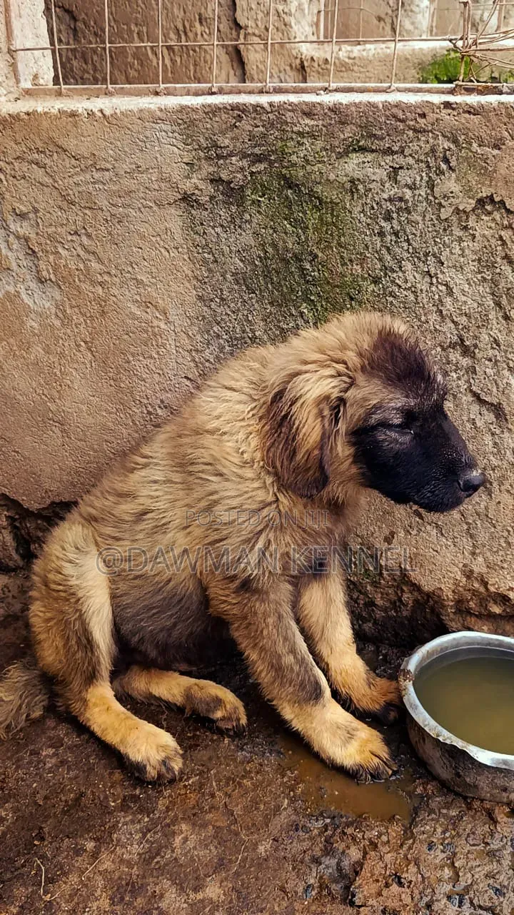 1-3 months Male Purebred Caucasian Shepherd