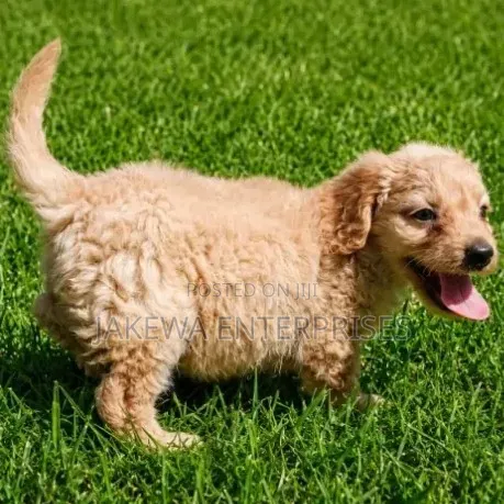 1-3 months Female Purebred Cockapoo