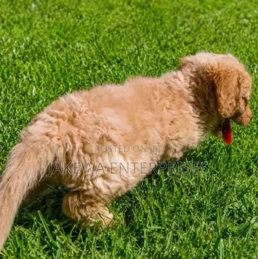 1-3 months Female Purebred Cockapoo