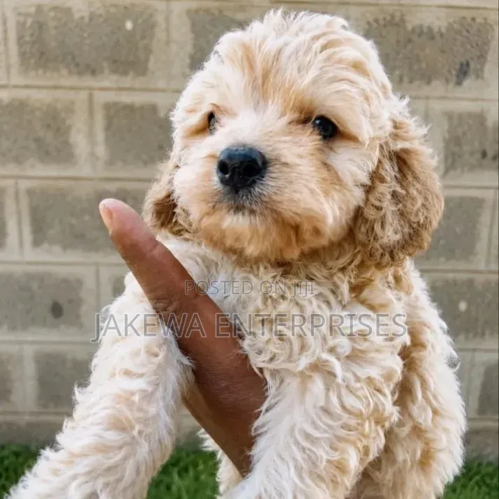 1-3 months Female Purebred Cockapoo