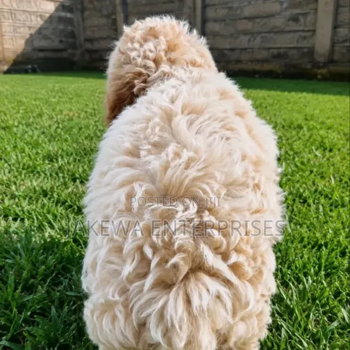 1-3 months Female Purebred Cockapoo