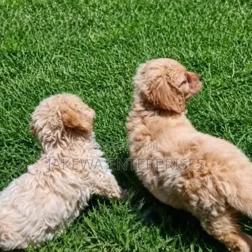 1-3 months Male Purebred Cockapoo