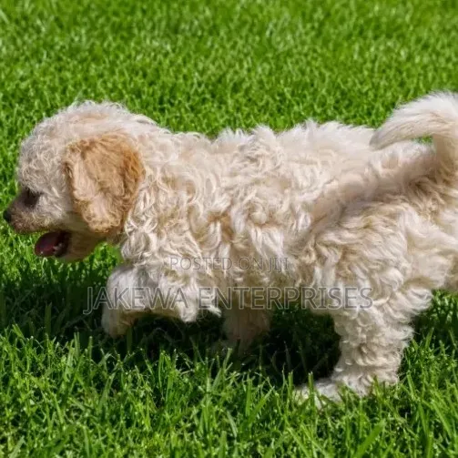 1-3 months Female Purebred Cockapoo