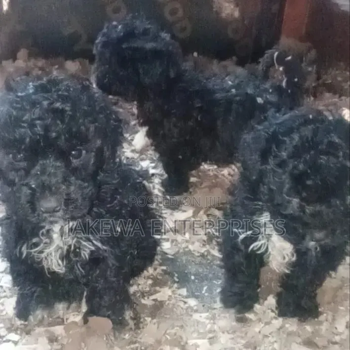 1-3 months Male Purebred Maltipoo