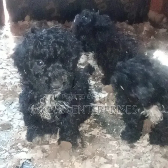 1-3 months Male Purebred Maltipoo