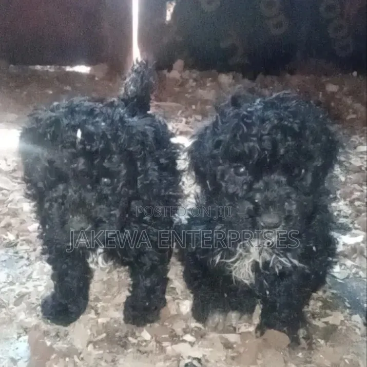 1-3 months Female Purebred Maltipoo