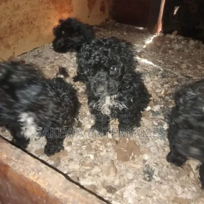 1-3 months Female Purebred Maltipoo