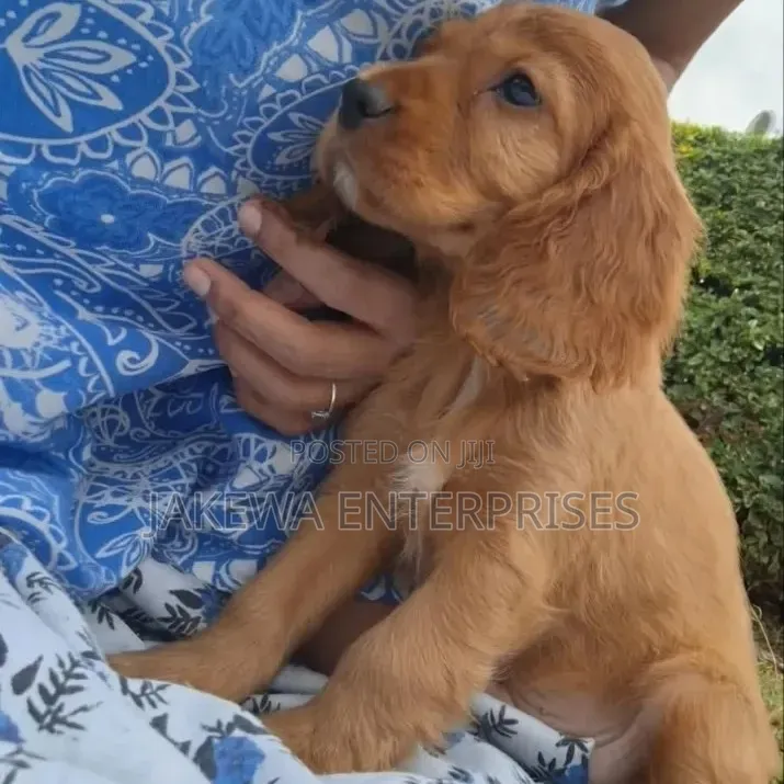 1-3 months Female Purebred Cocker Spaniel
