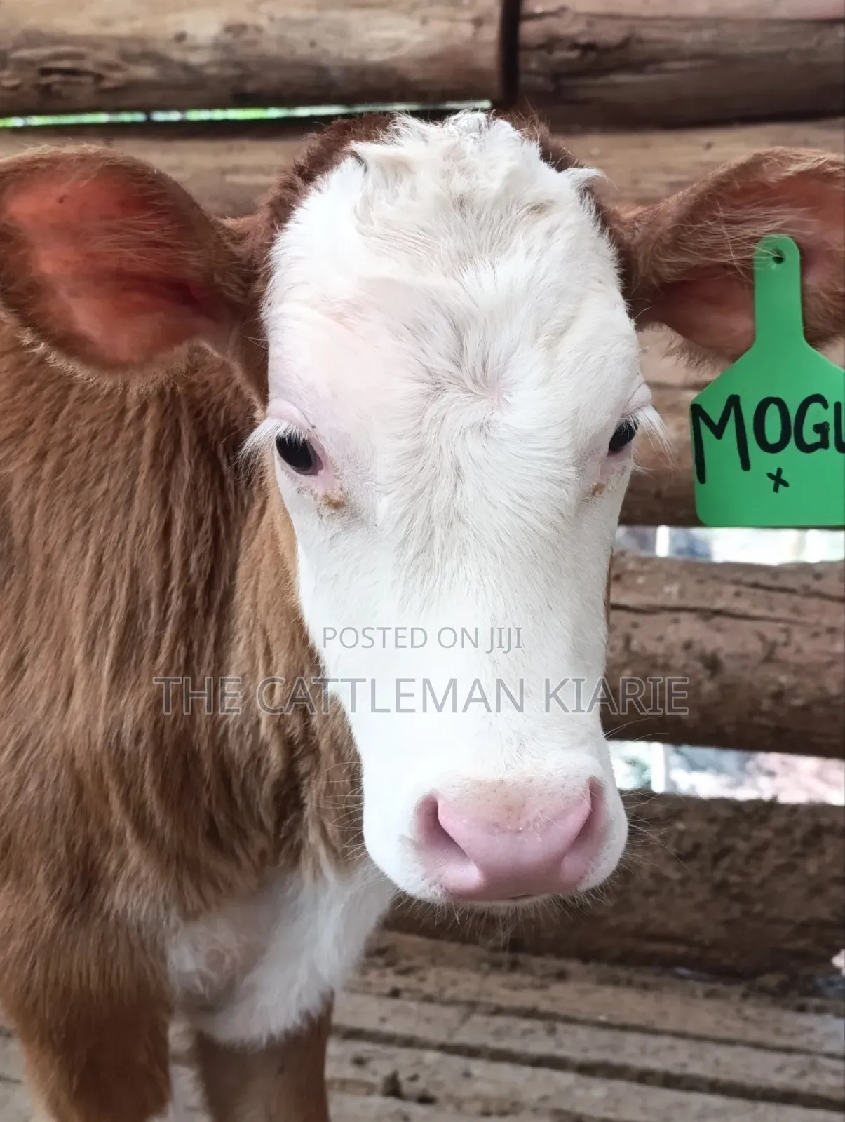 Fleckview Cows