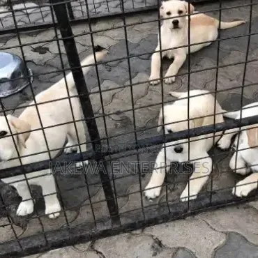 1-3 months Male Purebred Labrador Retriever
