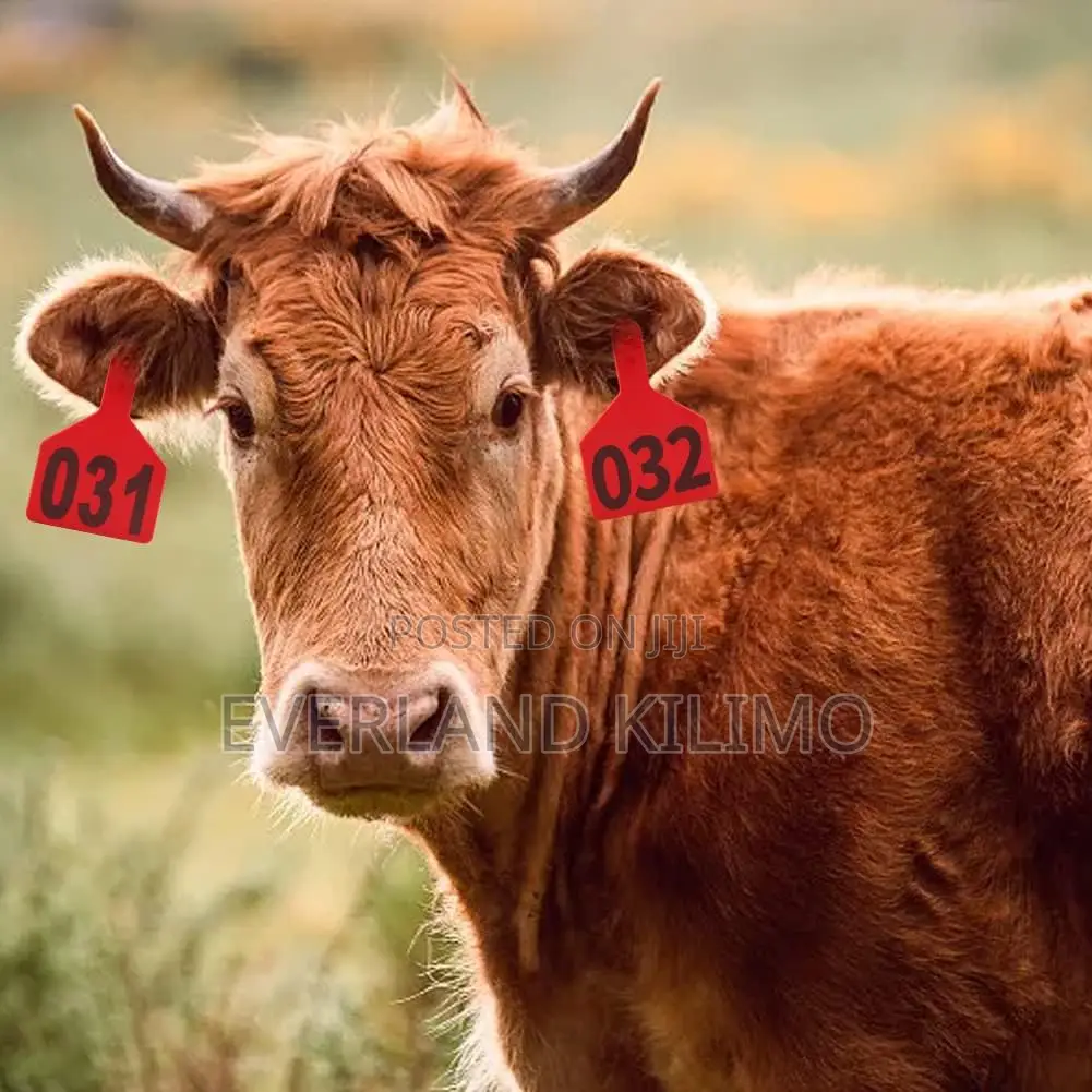 High-Impact Cattle ID Z-Tags Numbered