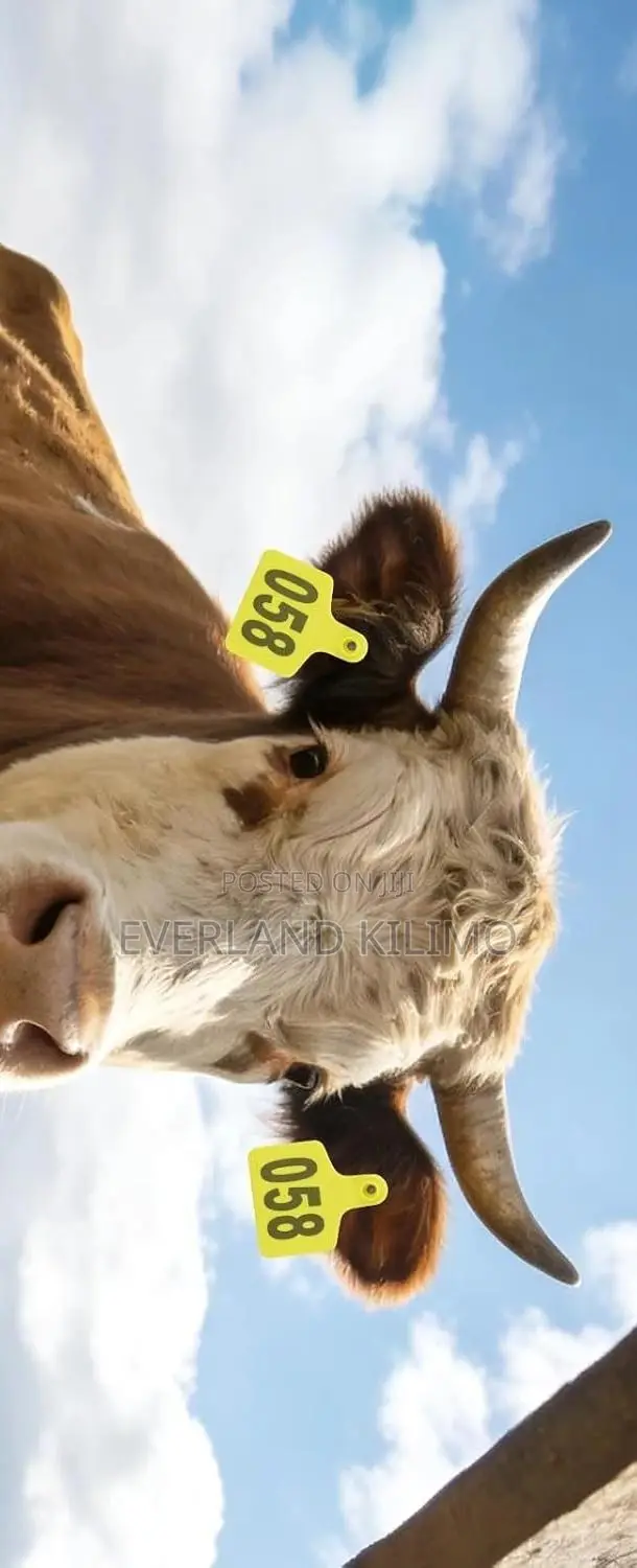 Rapid Identification Ear Large Tags for Cattles Numbered