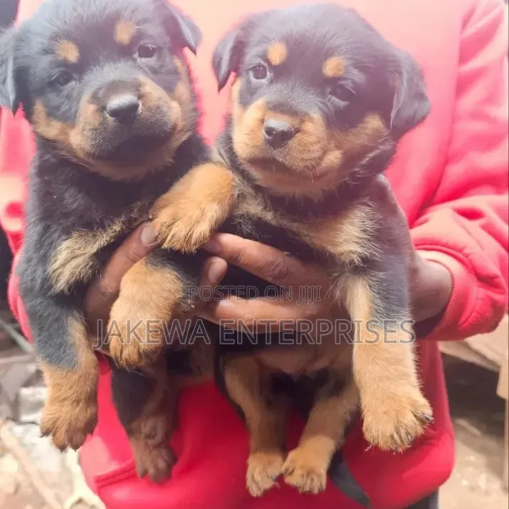 1-3 months Female Purebred Rottweiler