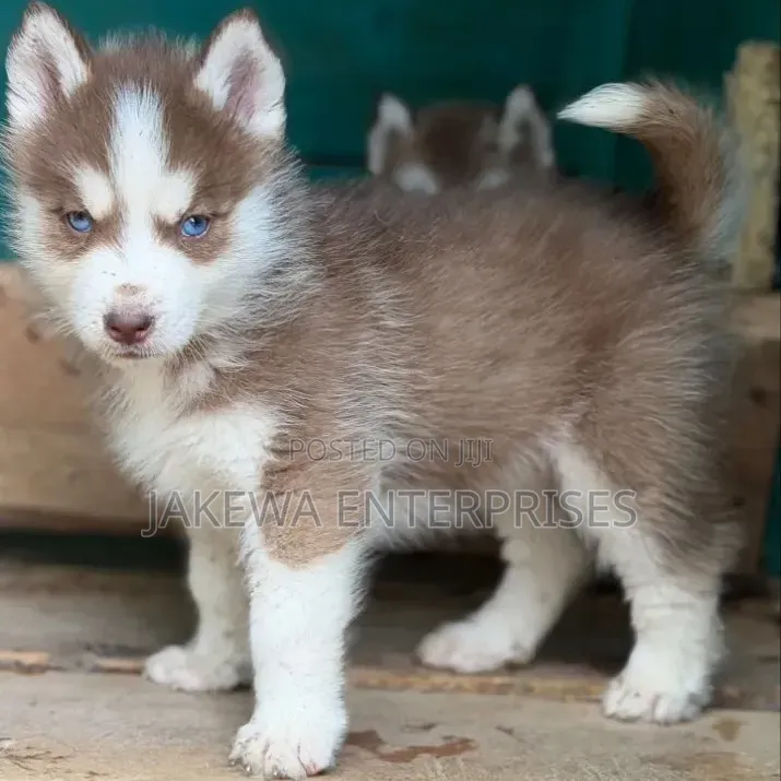 1-3 months Female Purebred Siberian Husky
