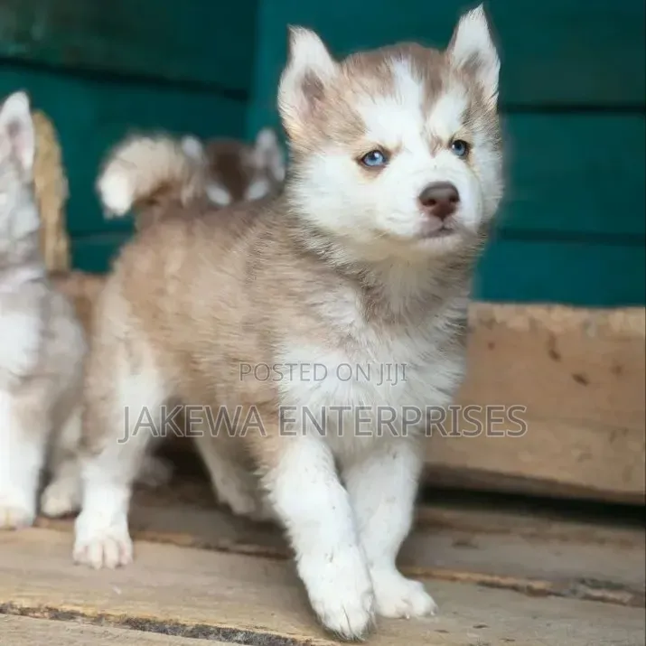 1-3 months Male Purebred Siberian Husky