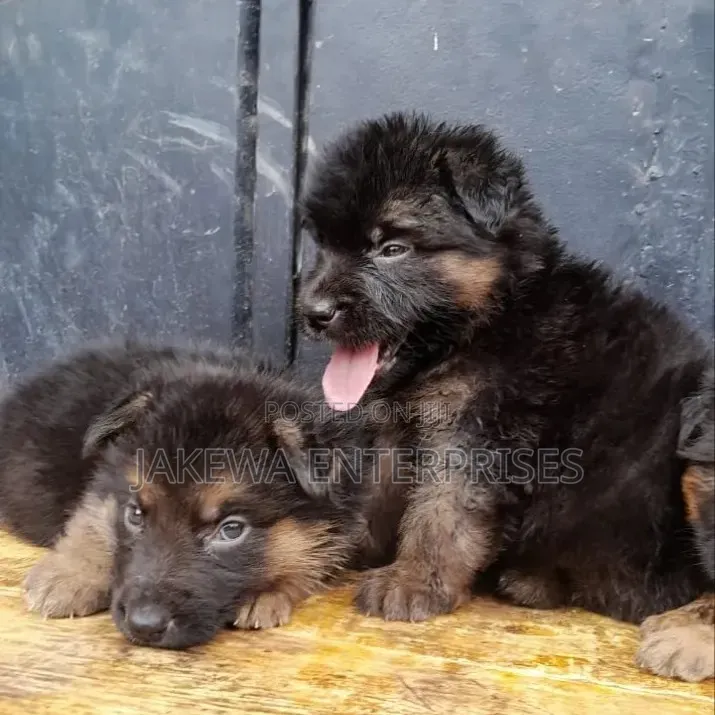 1-3 months Female Purebred German Shepherd