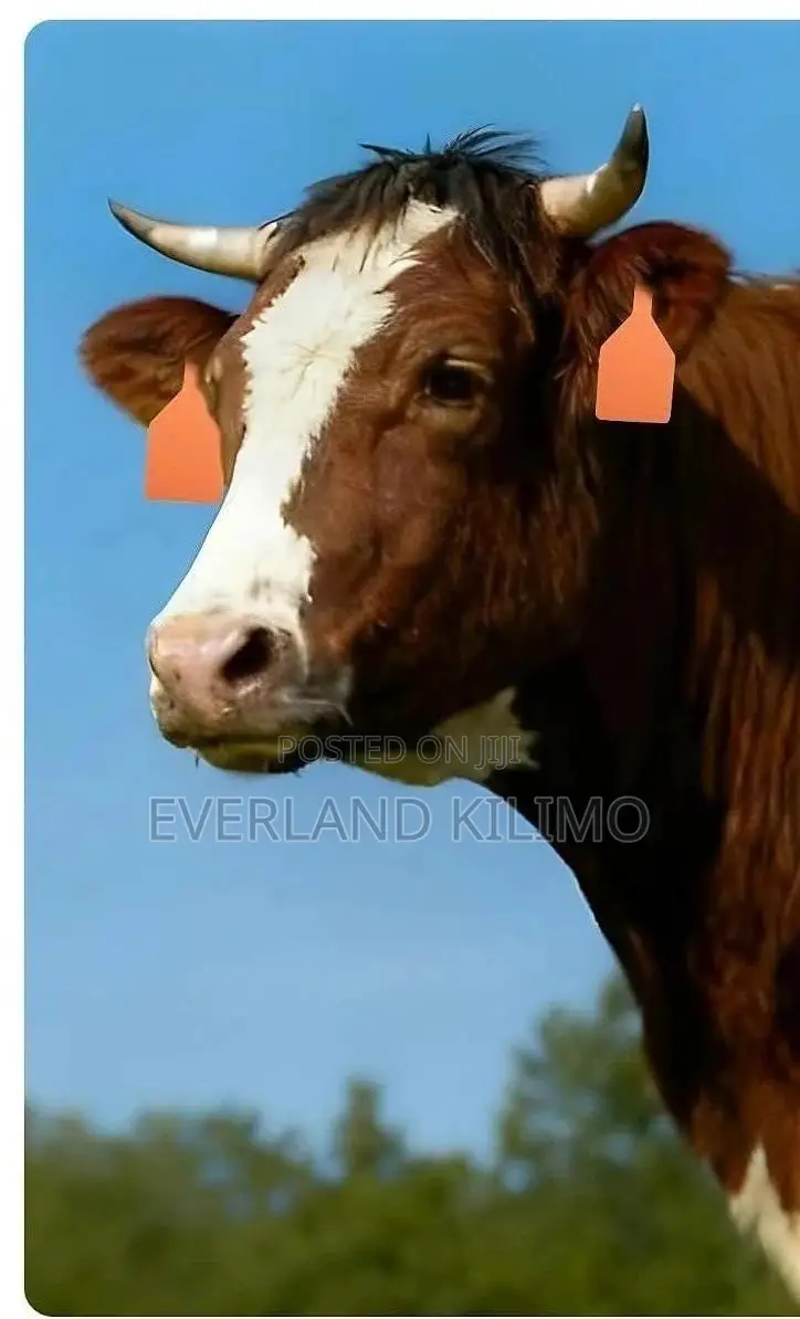 Cattle Feeding Schedule Z- Tags Plain