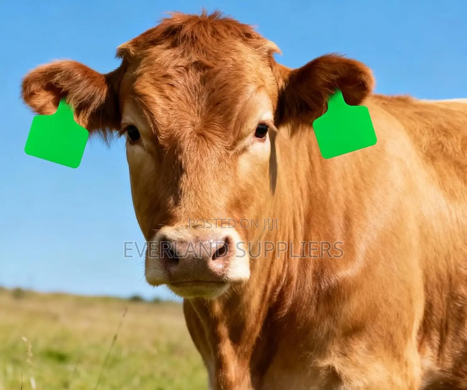 Cow Identification Tags Large Green Plain