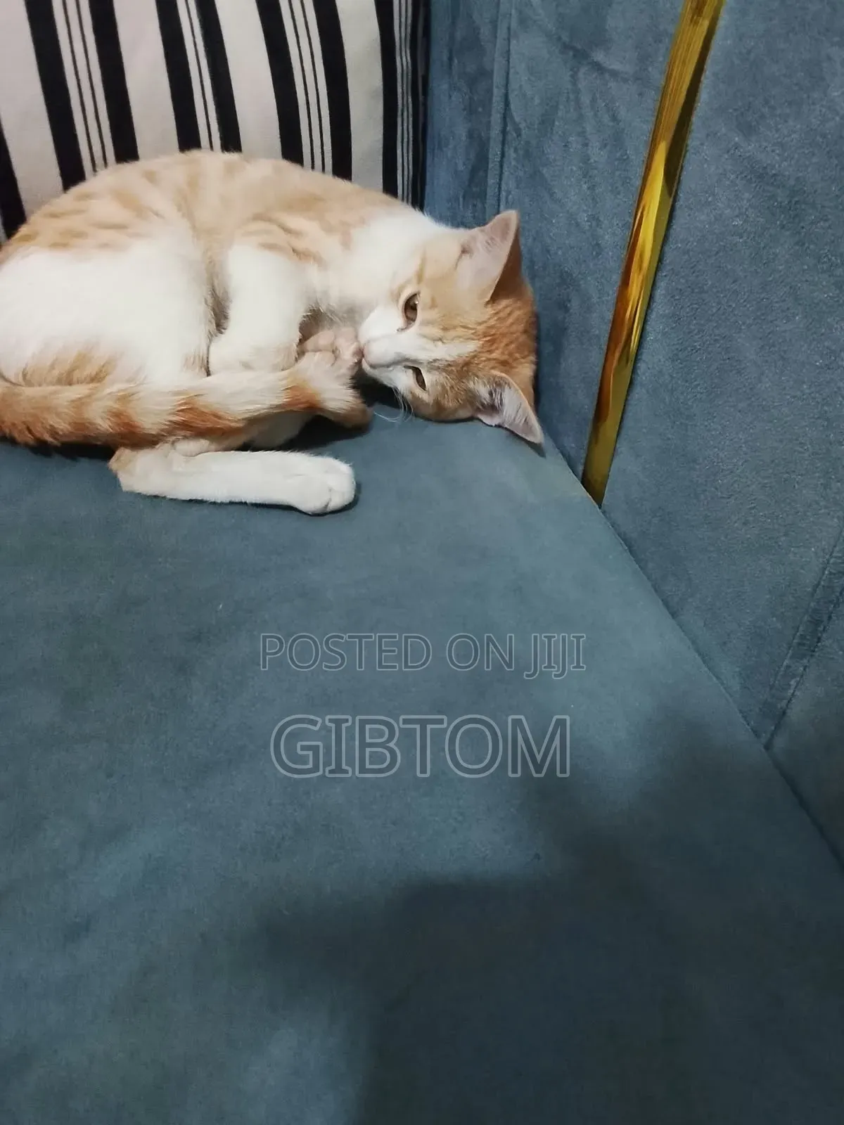 1-3 months Female Mixed Breed Cat