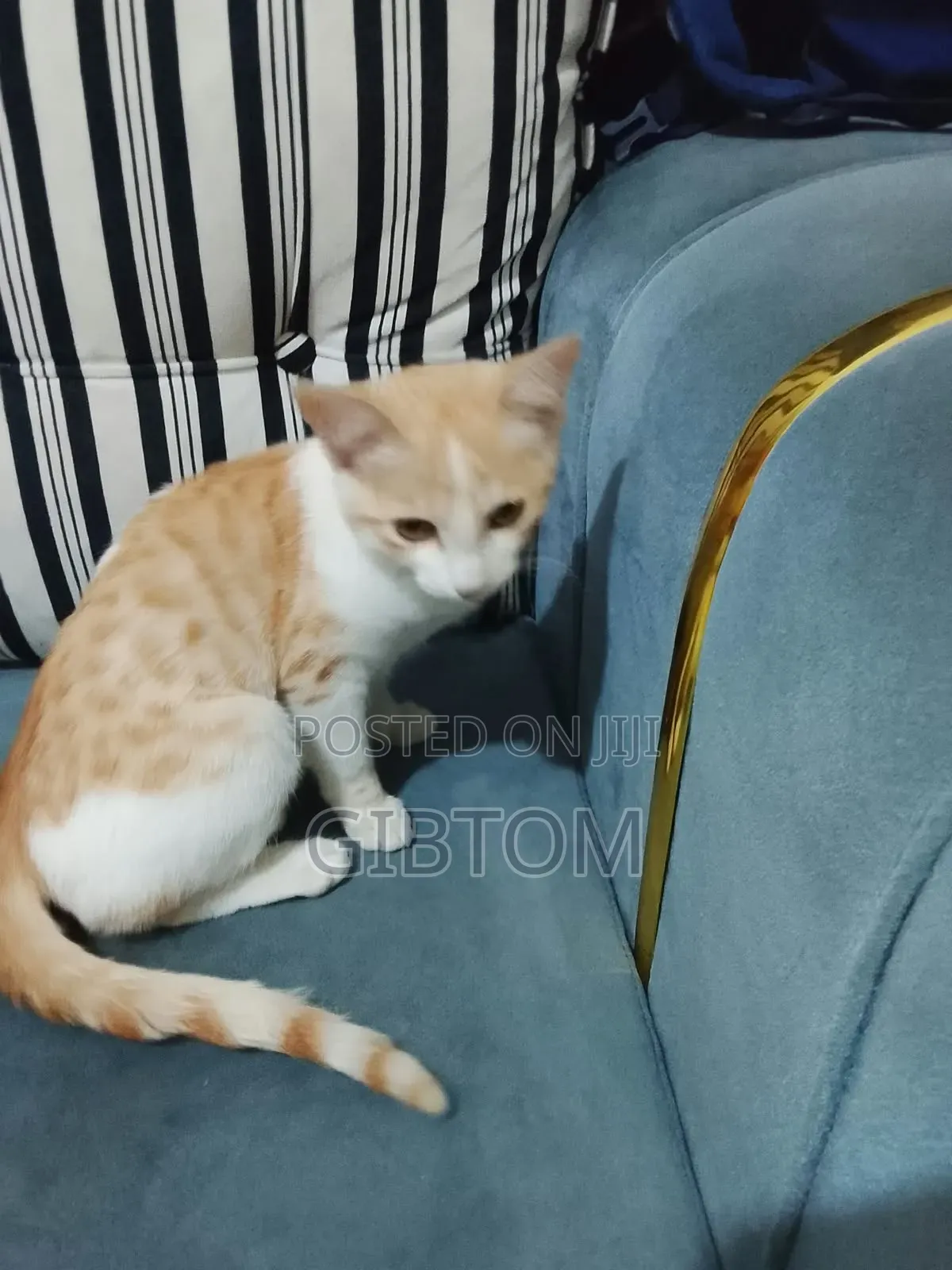 1-3 months Female Mixed Breed Cat
