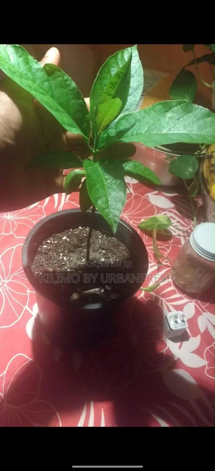 Modia Whitei ( Mukombero ) Seedling.