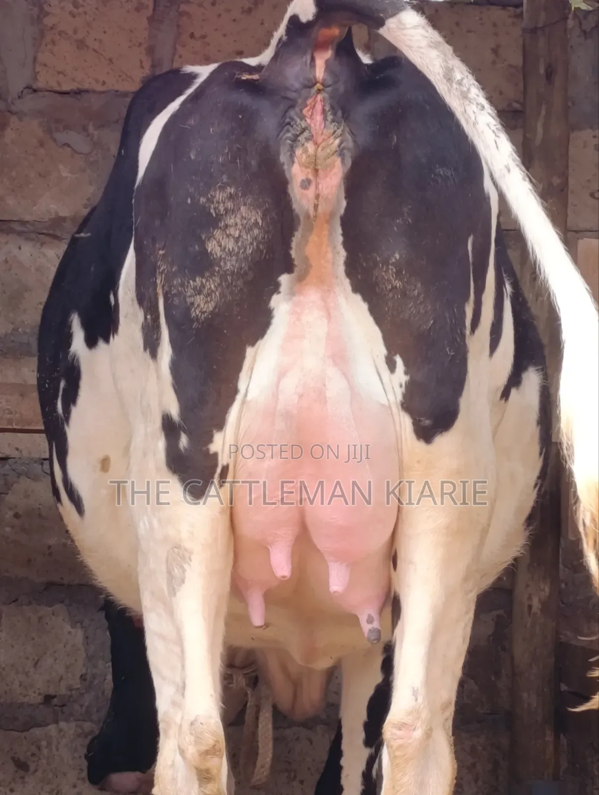 Friesian Heifer 8.5 Months