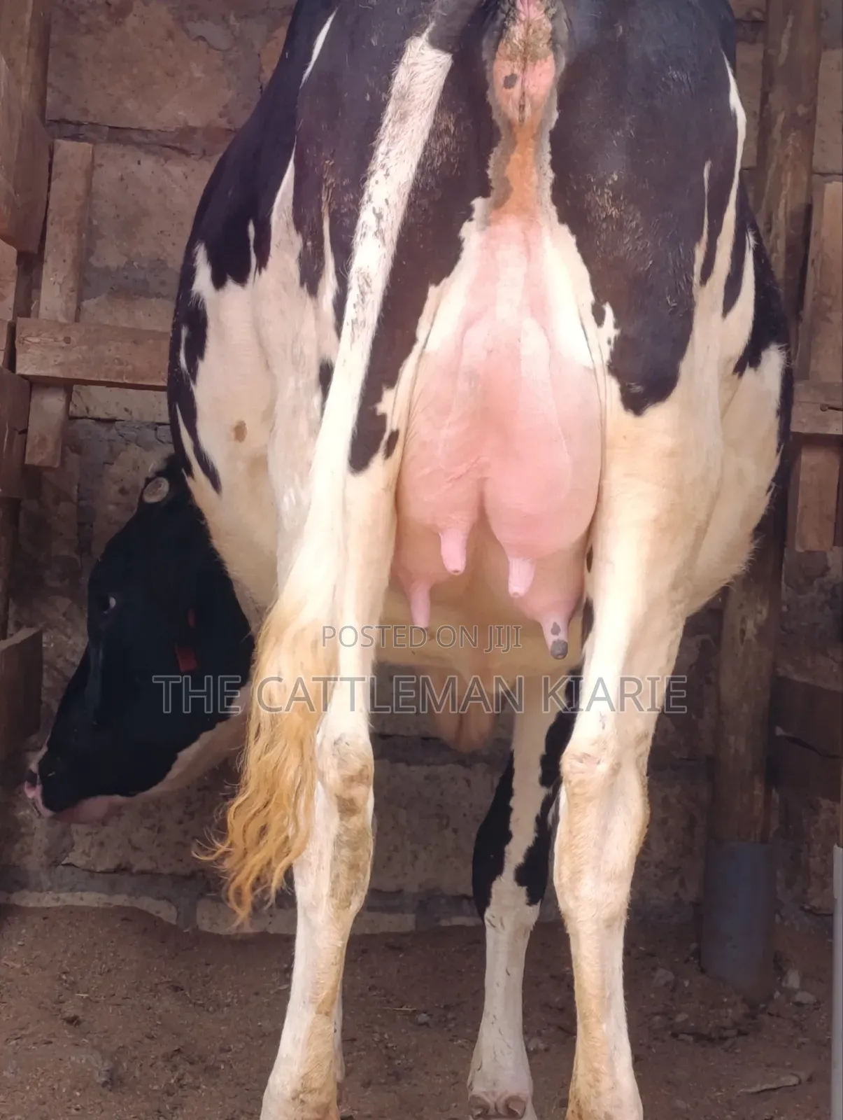 Friesian Heifer 8.5 Months