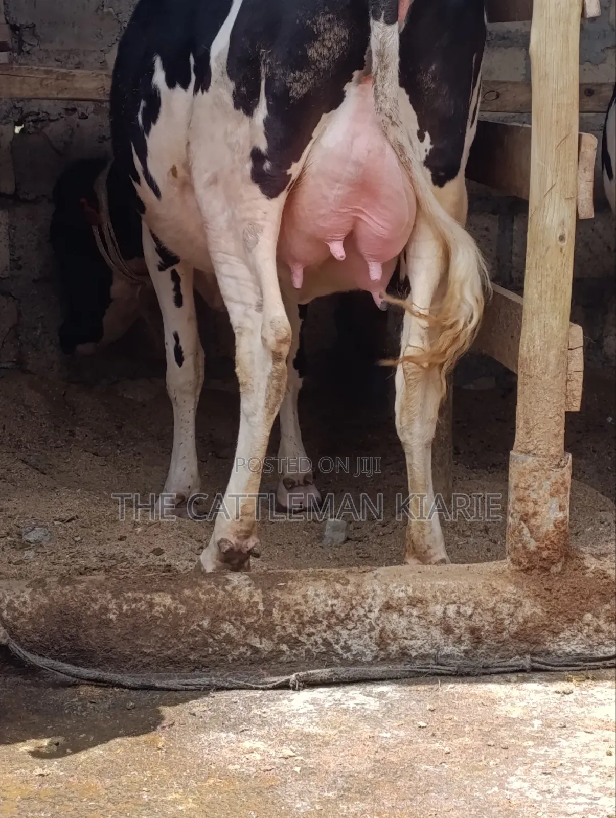 Friesian Heifer 8.5 Months