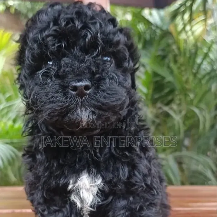 1-3 months Female Purebred Maltipoo