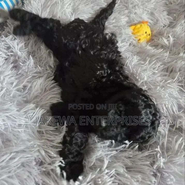 1-3 months Female Purebred Maltipoo