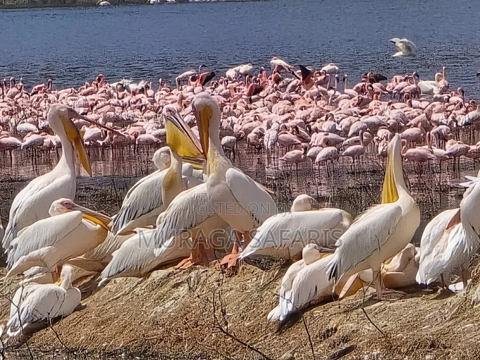 Nakuru National Park Safaris
