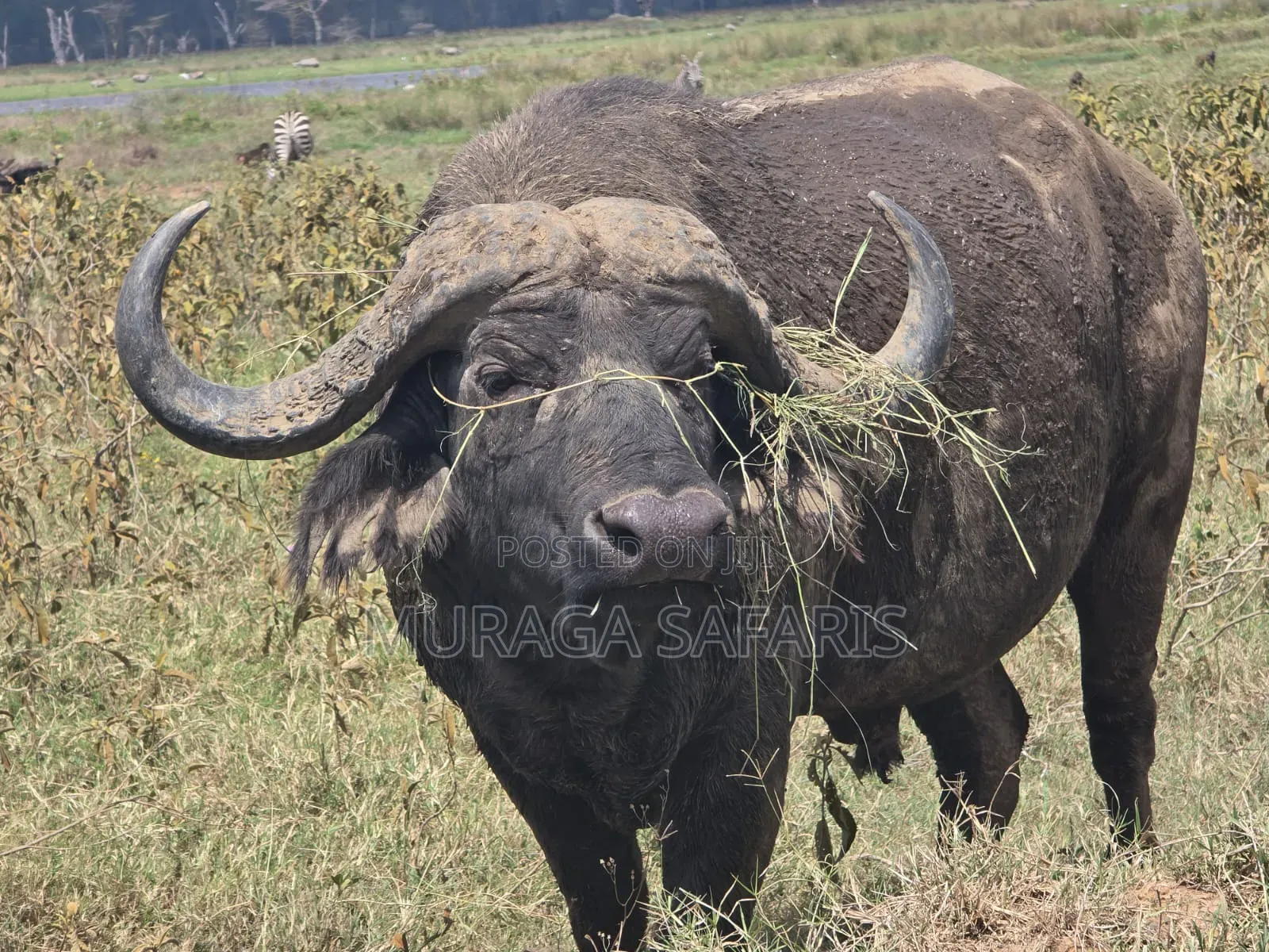 Safaris Tour