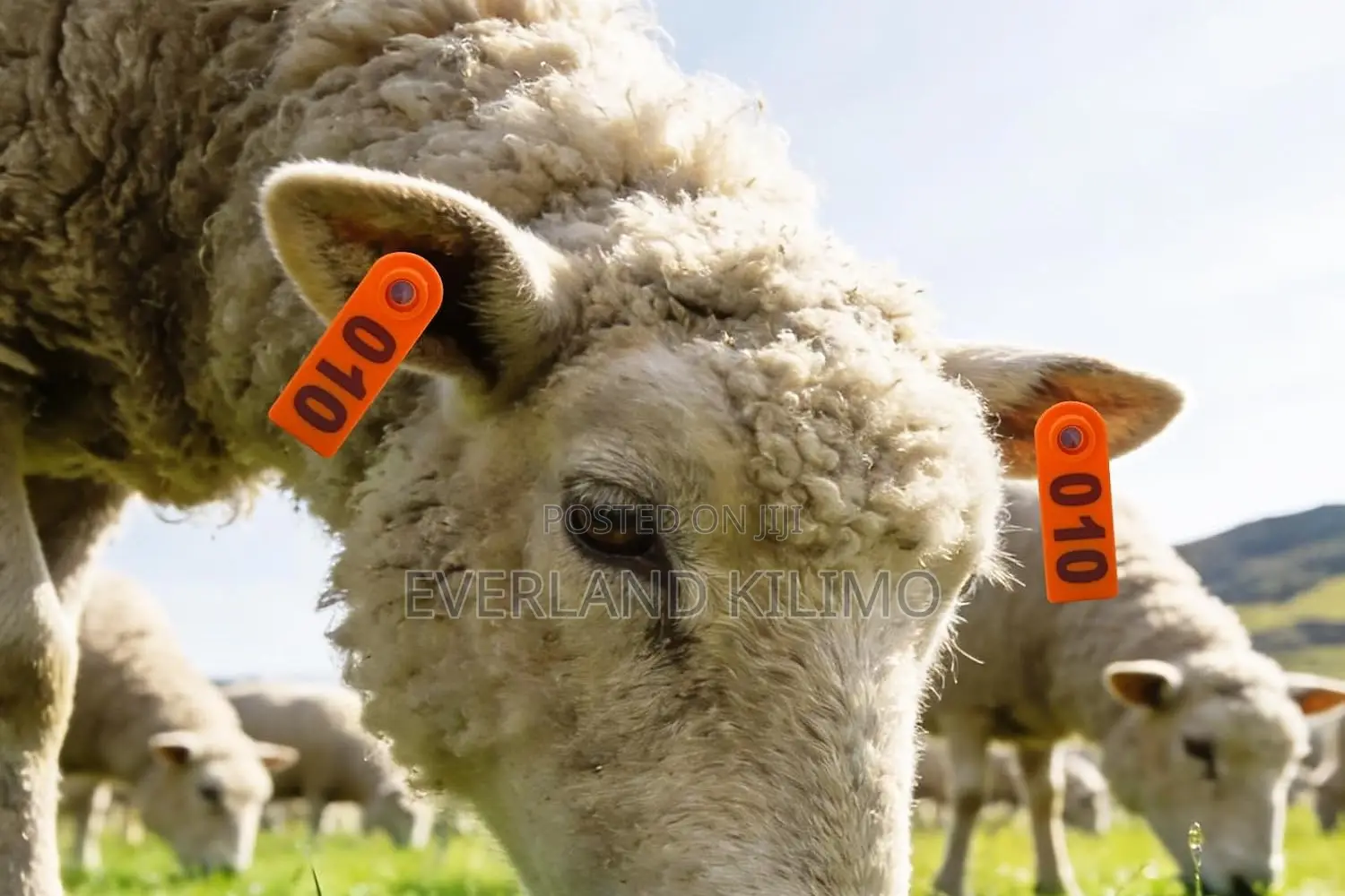 Durable Sheep and Goat Ear Slim Tags - Numbered