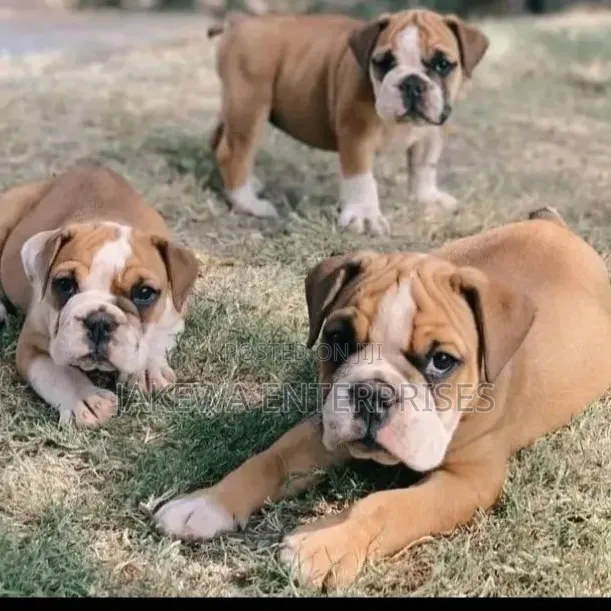 1-3 months Male Purebred Bulldog