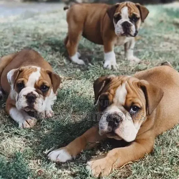 1-3 months Male Purebred Bulldog