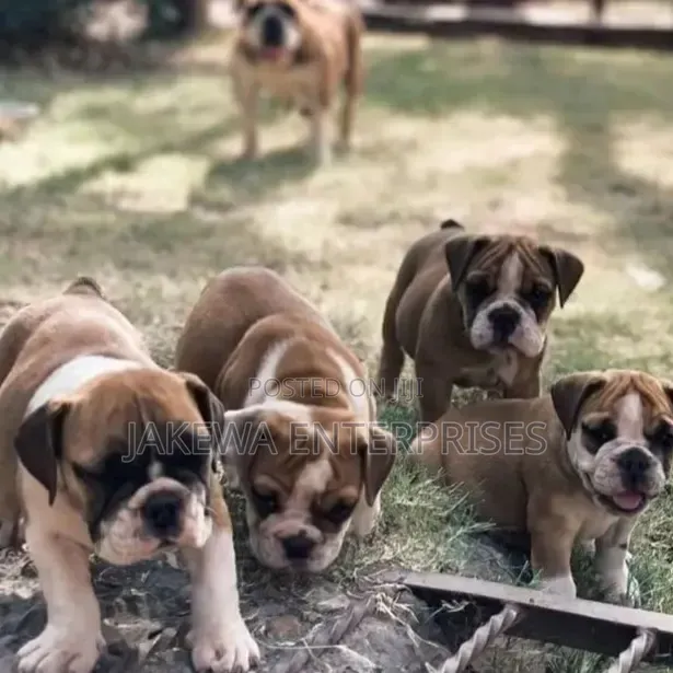 1-3 months Female Purebred Bulldog